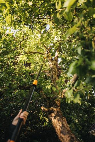 Rozpoczął się sezon na ogrodowe cięcie drzew i krzewów - jakie narzędzia będą niezbędne?